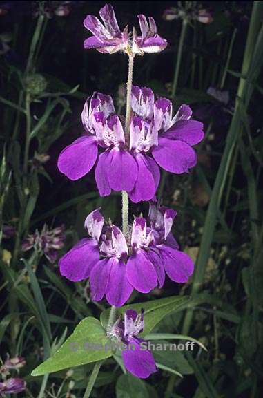 collinsia heterophylla 2 graphic